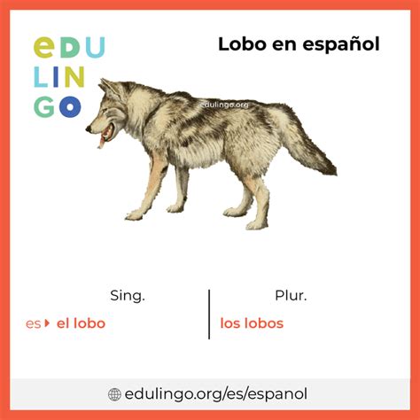 la palabra lobos|los lobos meaning in spanish.